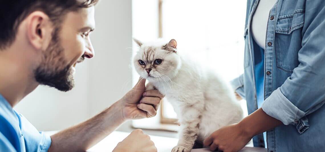 Veterinarian with a cat