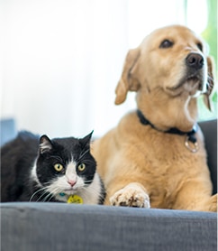 Pet Diabetes Risk Quiz | Pet Diabetes Month